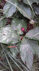 Lonicera alpigena