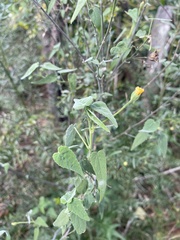 Abutilon oxycarpum