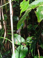 Coeliccia membranipes