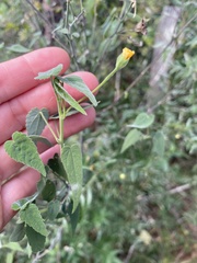 Abutilon oxycarpum
