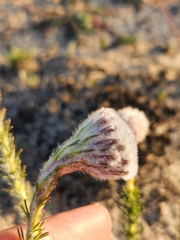 Serruria trilopha