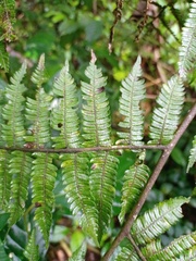 Alsophila crenulata