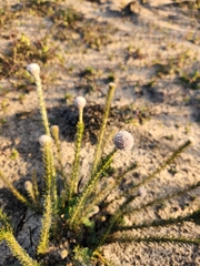 Serruria trilopha