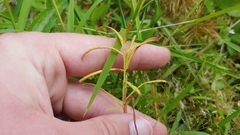 Paspalum repens
