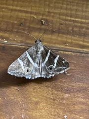 Grammodes pulcherrima