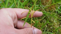 Paspalum repens