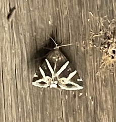 Grammodes pulcherrima