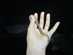 Thamnophis proximus rubrilineatus