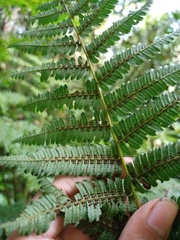 Alsophila crenulata