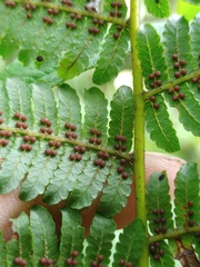 Alsophila crenulata