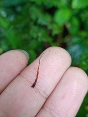 Alsophila crenulata