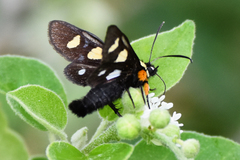 Androloma disparata