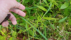 Paspalum repens