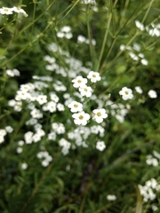 Valerianella umbilicata