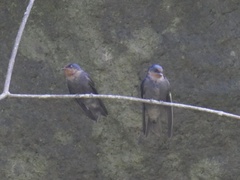Hirundo tahitica