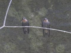 Hirundo tahitica