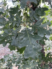 Quercus gambelii