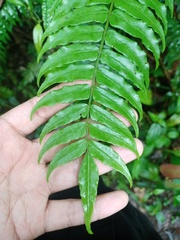 Lomagramma sinuata