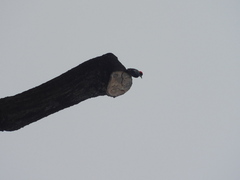 Melanerpes pucherani
