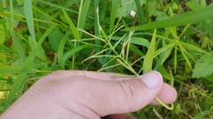Paspalum repens