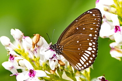 Euploea core