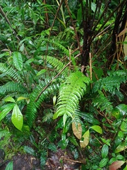 Lomagramma sinuata