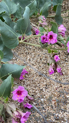 Mirabilis multiflora pubescens