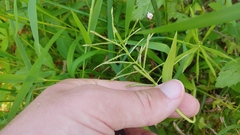 Paspalum repens