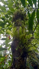 Plagiochila