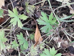 Geranium sibiricum