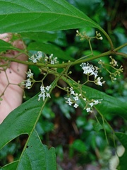 Callicarpa longifolia