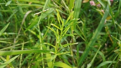 Paspalum repens