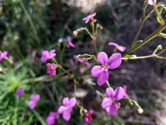 Stylidium laricifolium