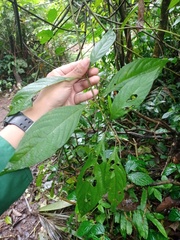 Callicarpa longifolia