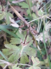 Geranium sibiricum