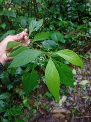 Callicarpa longifolia