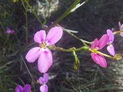 Stylidium laricifolium