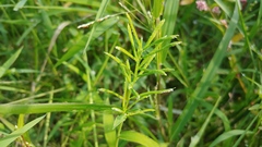 Paspalum repens