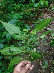 Callicarpa longifolia
