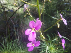 Stylidium laricifolium