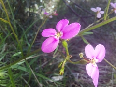 Stylidium laricifolium