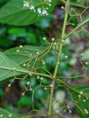 Callicarpa longifolia