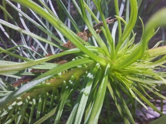 Stylidium laricifolium