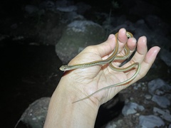 Thamnophis proximus rubrilineatus