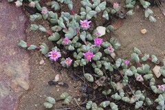 Braunsia maximilianii