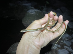 Thamnophis proximus rubrilineatus