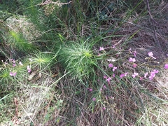 Stylidium laricifolium