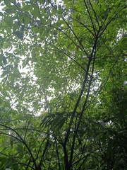 Callicarpa longifolia