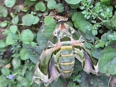 Daphnis nerii