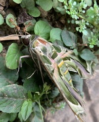 Daphnis nerii